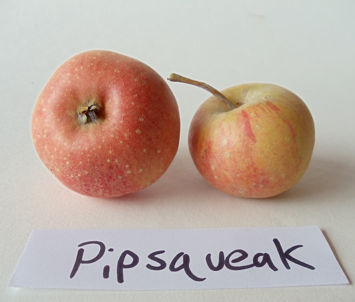 Pipsqueak Apple - Fedco Seeds
