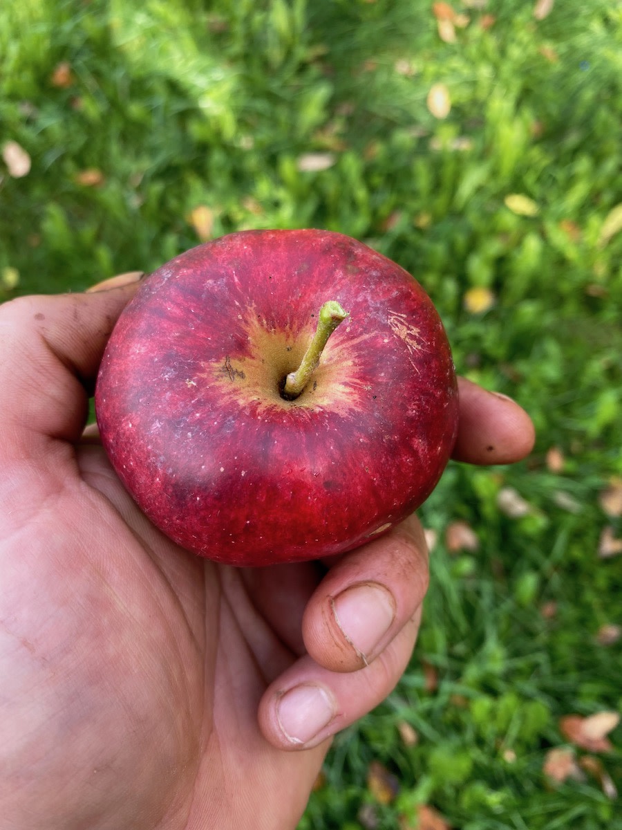 Apples -Envy  Shasta Produce
