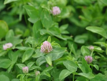 Freedom Red Clover