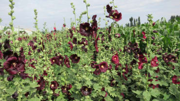 Black Hollyhock - Fedco Seeds