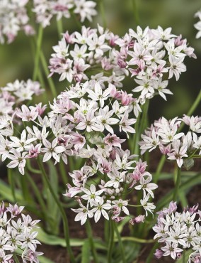 Pink Lily Leek