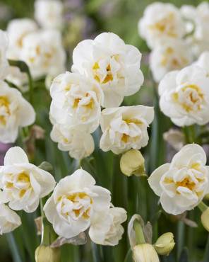 ‘Mapira’