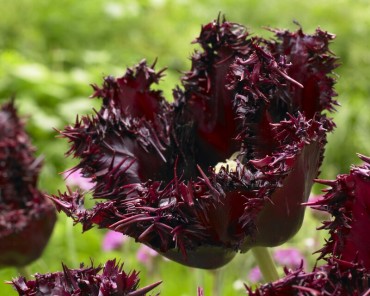 Pulchella Violacea