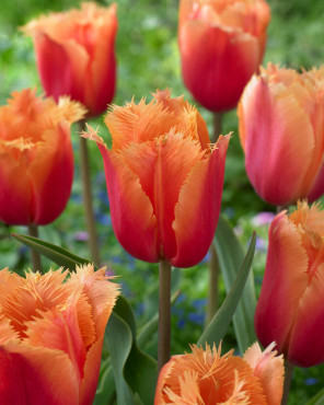 Tulipa tarda