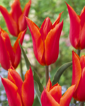 Little Stars Rockgarden Species Tulip Mix