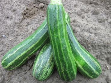 Cocozelle