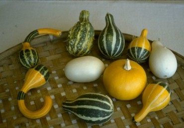 Small Ornamental Mix