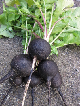 Round Black Spanish