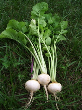 White Egg Turnip