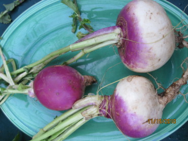 Purple Top White Globe
