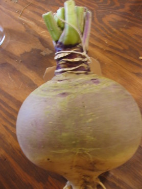 Laurentian Rutabaga