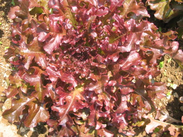 Red Salad Bowl