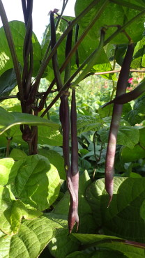 Purple Podded