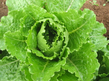 Crisp Mint