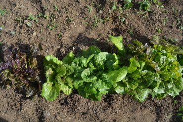 Summer Lettuce Mix