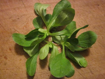 Large-Leaf Round Mache