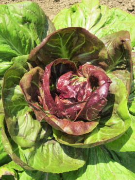 Palla di Fuoco Rossa
