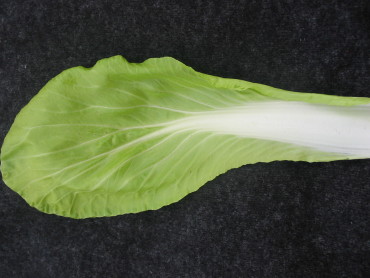 Maruba Santoh