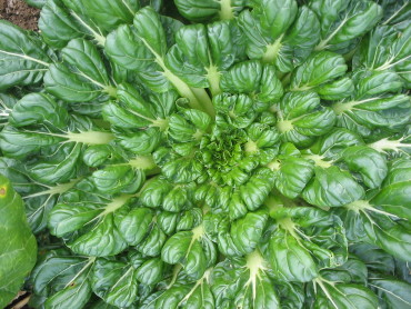 Tatsoi
