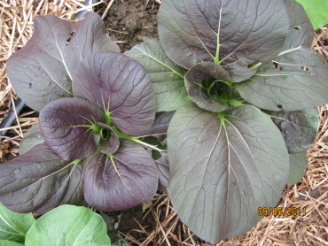Purple Pac Choi