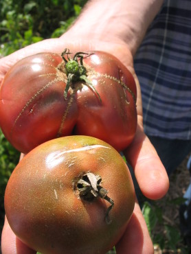 Black Krim