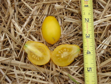 Fargo Yellow Pear