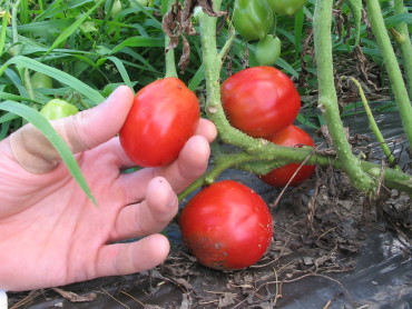Heinz 2653