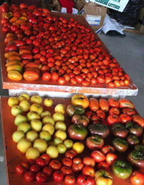 Heirloom Tomato Mix