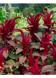 Opopeo Amaranth