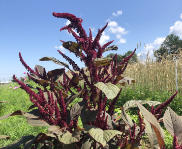 Red Calaloo