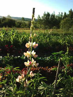 Tarwi