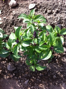 Anise Basil