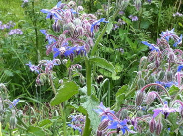 Borage