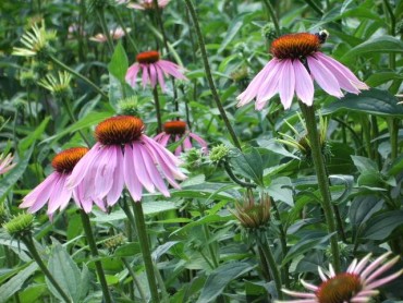 Purple Coneflower