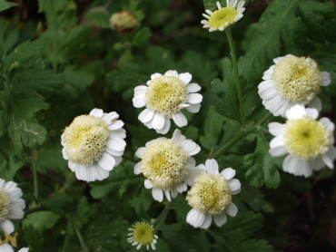 Feverfew