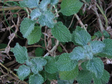 Horehound