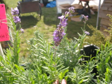 Lavender