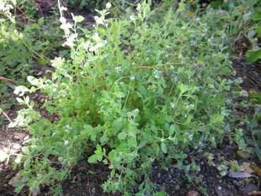Sweet Marjoram