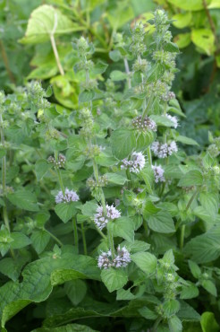 Pennyroyal