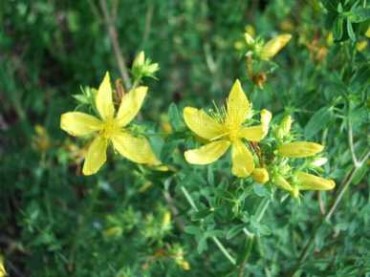 Topas St Johnswort
