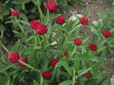 QIS Red Globe Amaranth