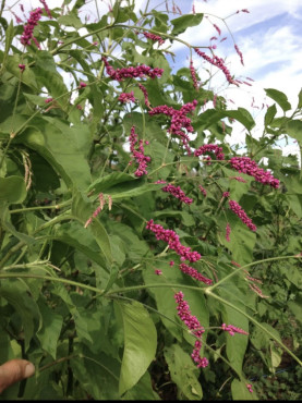 Kiss Me Over The Garden Gate Fedco Seeds