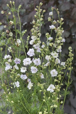 Earl Grey Larkspur