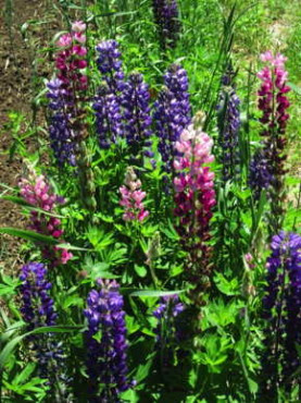 Russell Hybrids Choice Mix Lupine