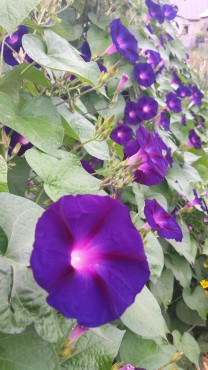 Kniola’s Purple