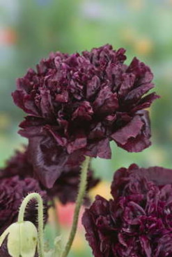 Black Peony