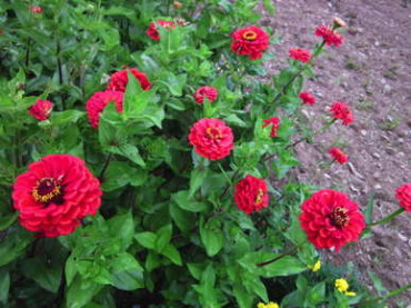 Scarlet Flame