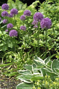 Giant Flowering Onion