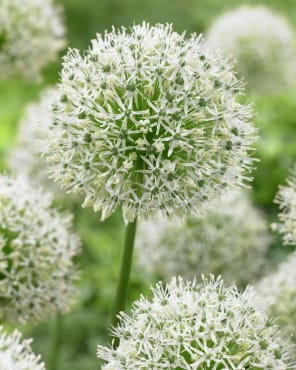 ‘Mount Everest’ Tall Allium