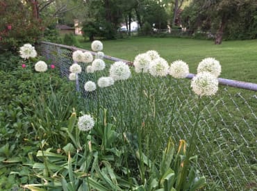 ‘Mount Everest’ Tall Allium